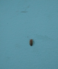 Aspisoma physonotum
