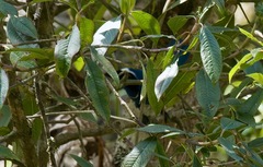 Cyanolyca viridicyanus
