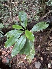 Palicourea brachiata