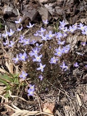 Houstonia serpyllifolia