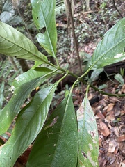 Palicourea brachiata