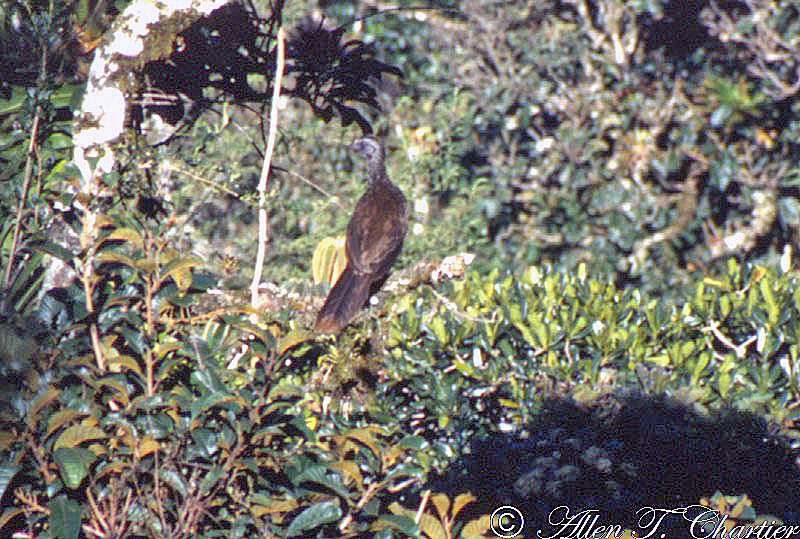 Penelope barbata image
