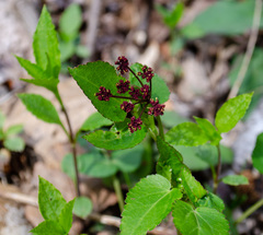 Thaspium trifoliatum trifoliatum