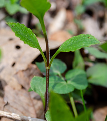 Thaspium trifoliatum trifoliatum