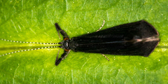 Mystacides sepulchralis