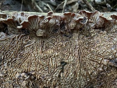 Auricularia brasiliana