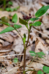 Thaspium trifoliatum trifoliatum
