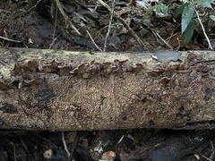 Auricularia brasiliana