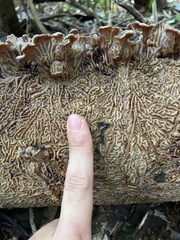 Auricularia brasiliana
