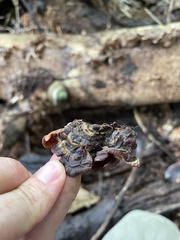 Auricularia brasiliana