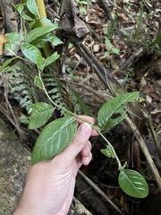 Lycianthes virgata