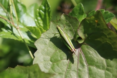 Gesonula punctifrons