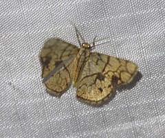Heterostegane subtessellata
