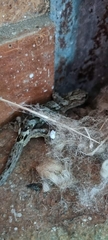 Diplodactylidae