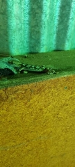 Diplodactylidae