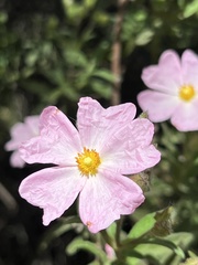 Cistus × skanbergii
