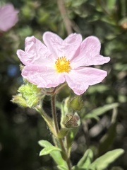 Cistus × skanbergii