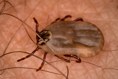 Dermacentor variabilis