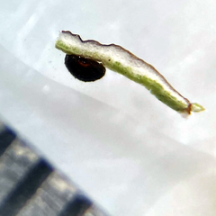Abrothallus microspermus