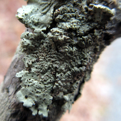 Abrothallus microspermus