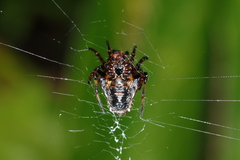 Verrucosa scapofracta