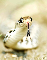 Amphiesma stolatum
