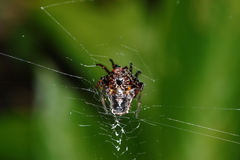 Verrucosa scapofracta