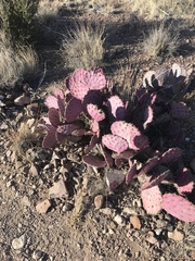 Opuntia azurea