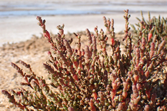 Tecticornia halocnemoides