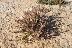 Tecticornia halocnemoides