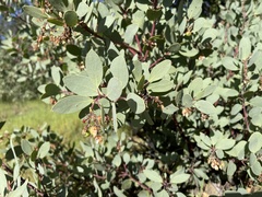 Arctostaphylos mewukka