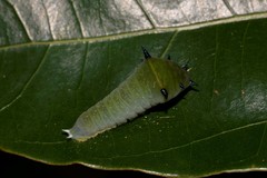 Graphium choredon