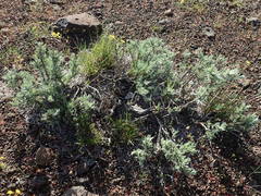 Artemisia rigida