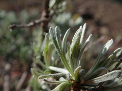 Artemisia rigida