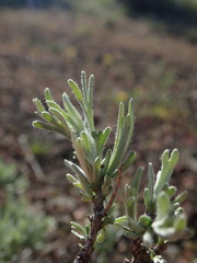 Artemisia rigida