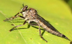 Machimus snowii