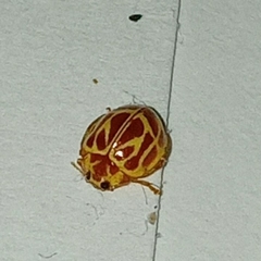 Psyllobora lutescens