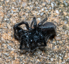 Hadronyche modesta