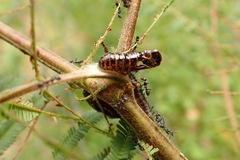 Jalmenus evagoras