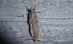 Scoparia indistinctalis