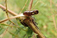 Jalmenus evagoras