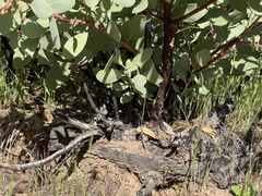 Arctostaphylos mewukka