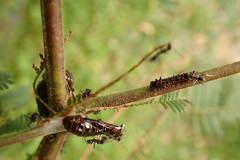 Jalmenus evagoras