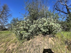 Arctostaphylos mewukka