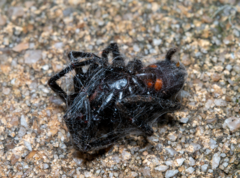 Hadronyche modesta