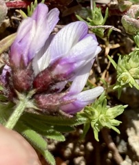 Astragalus breweri