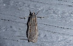 Scoparia indistinctalis