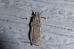 Scoparia indistinctalis