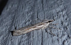 Scoparia indistinctalis