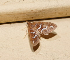 Chaetolopha niphosticha